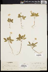 Panax trifolium image