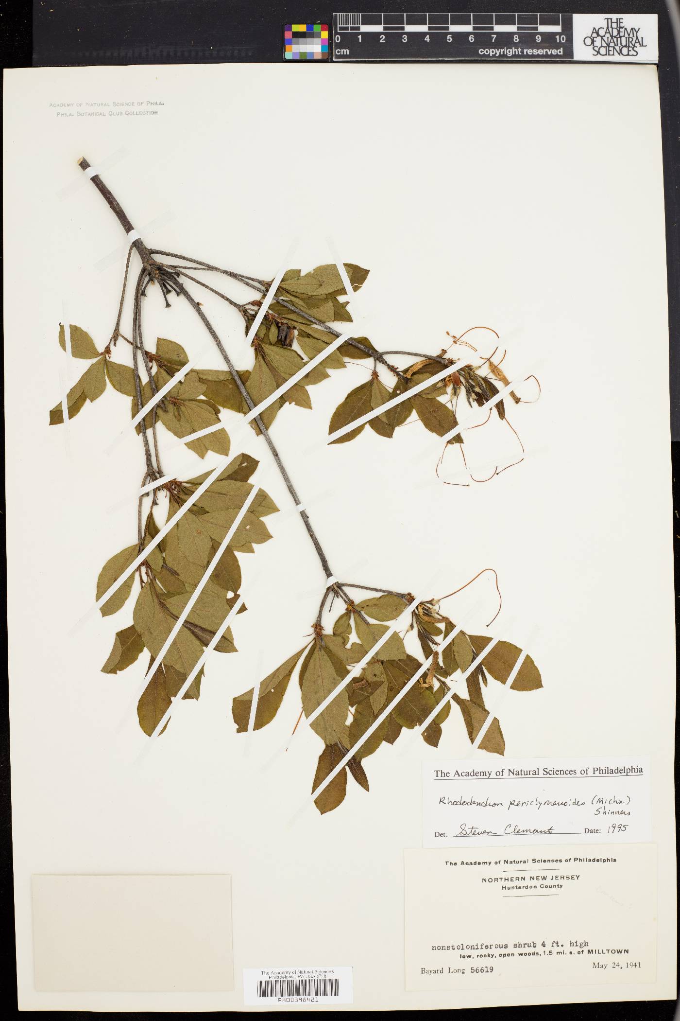 Rhododendron periclymenoides image