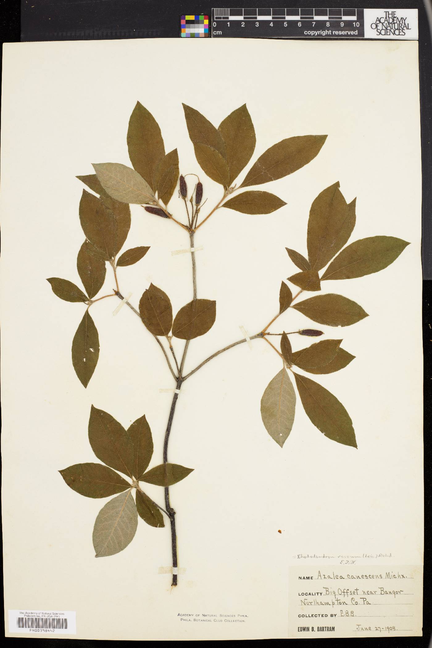 Rhododendron roseum image