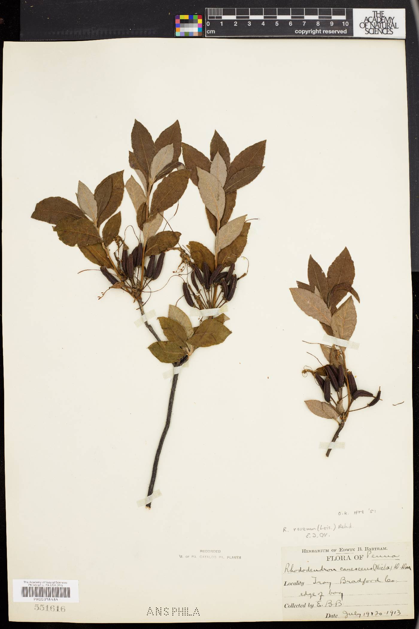 Rhododendron roseum image