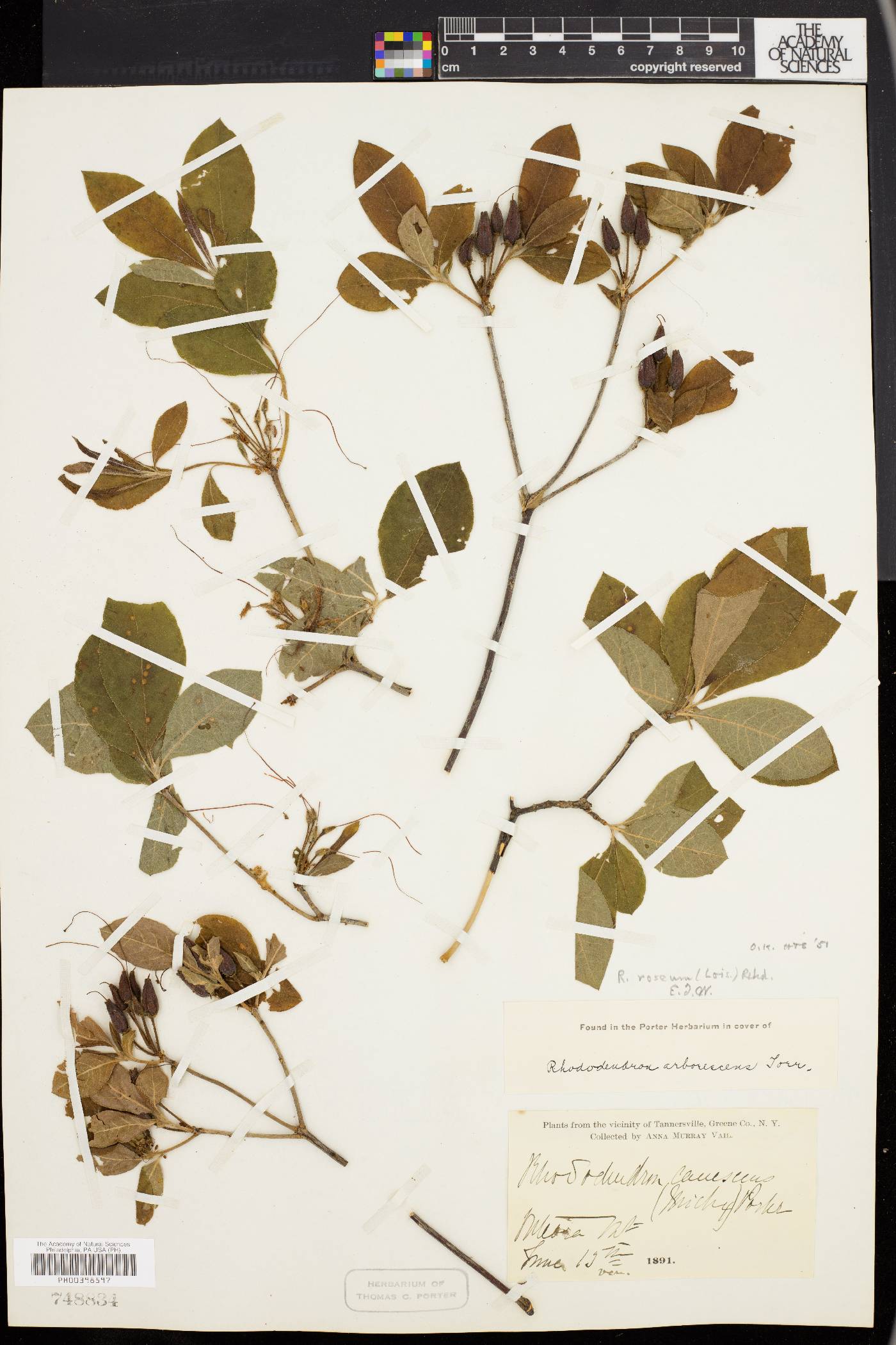 Rhododendron roseum image