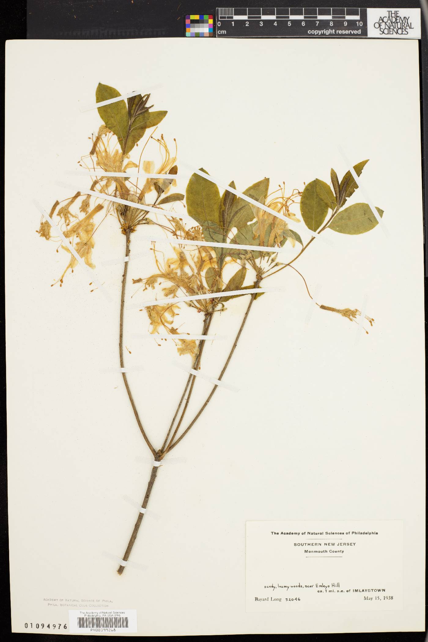 Rhododendron nudiflorum image