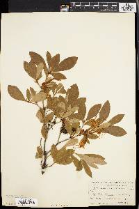 Rhododendron arborescens image