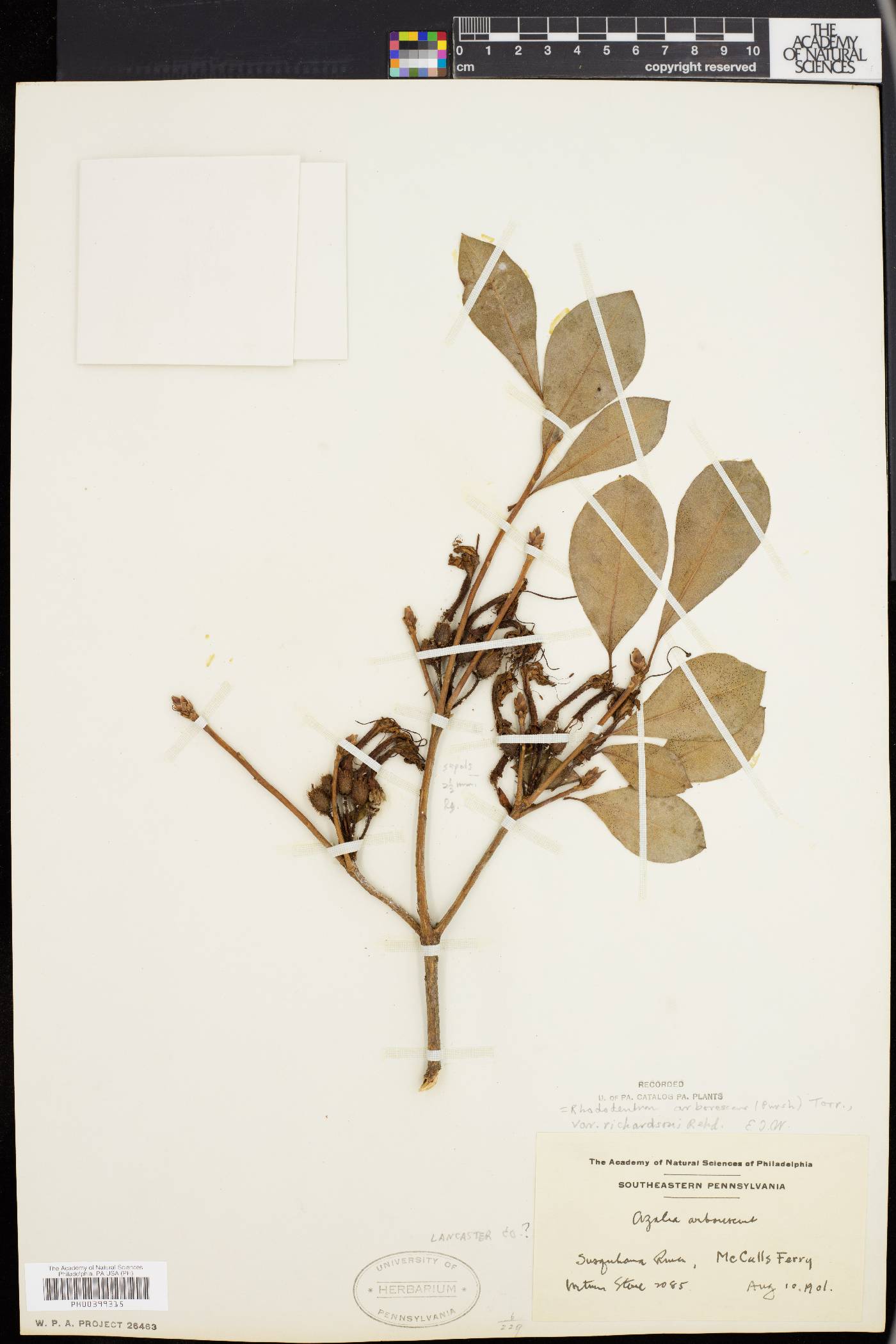 Rhododendron arborescens image