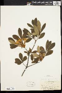 Rhododendron arborescens image