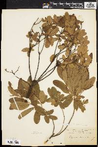 Rhododendron canadense image