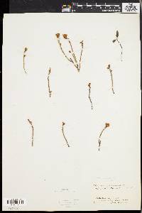 Rhododendron canadense image
