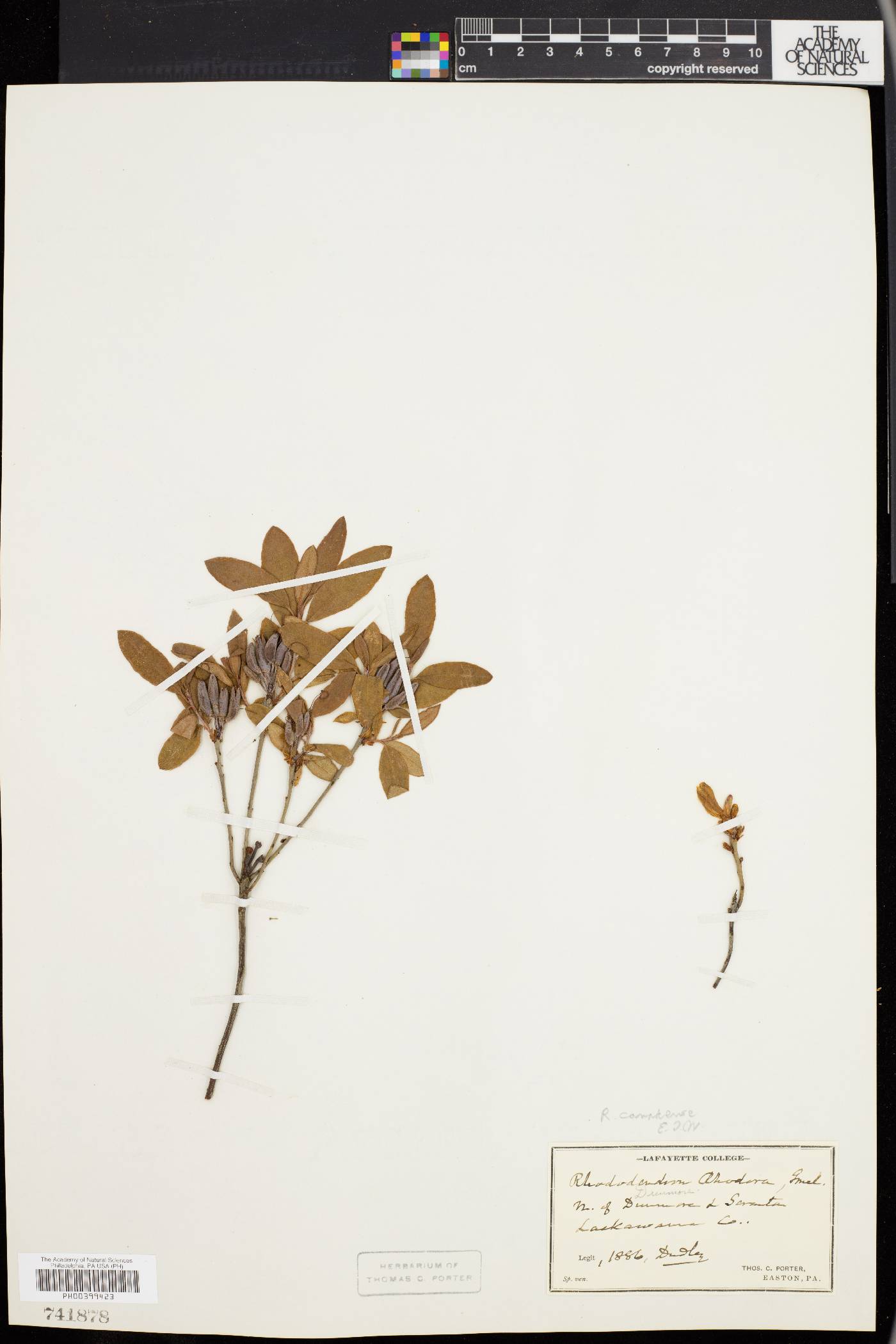 Rhododendron canadense image