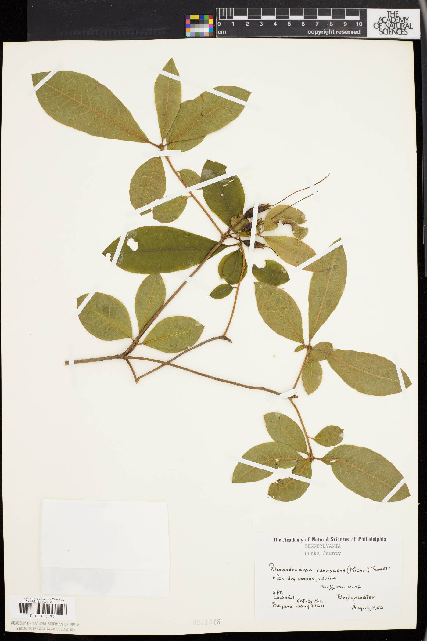 Rhododendron canescens image