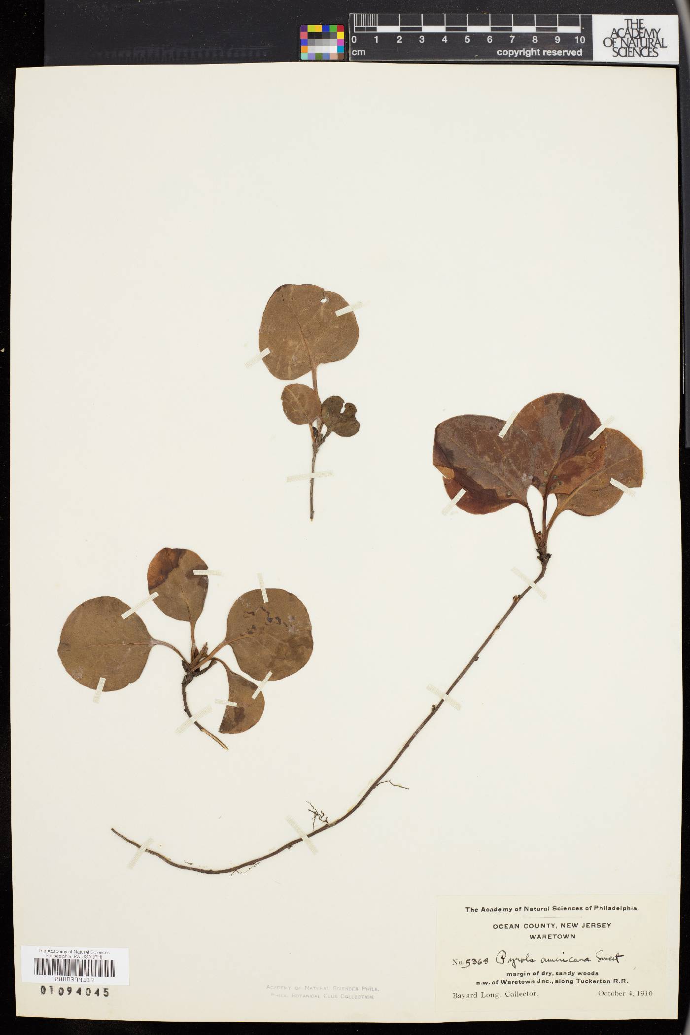 Pyrola rotundifolia var. americana image