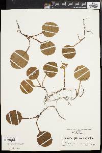 Pyrola rotundifolia var. americana image
