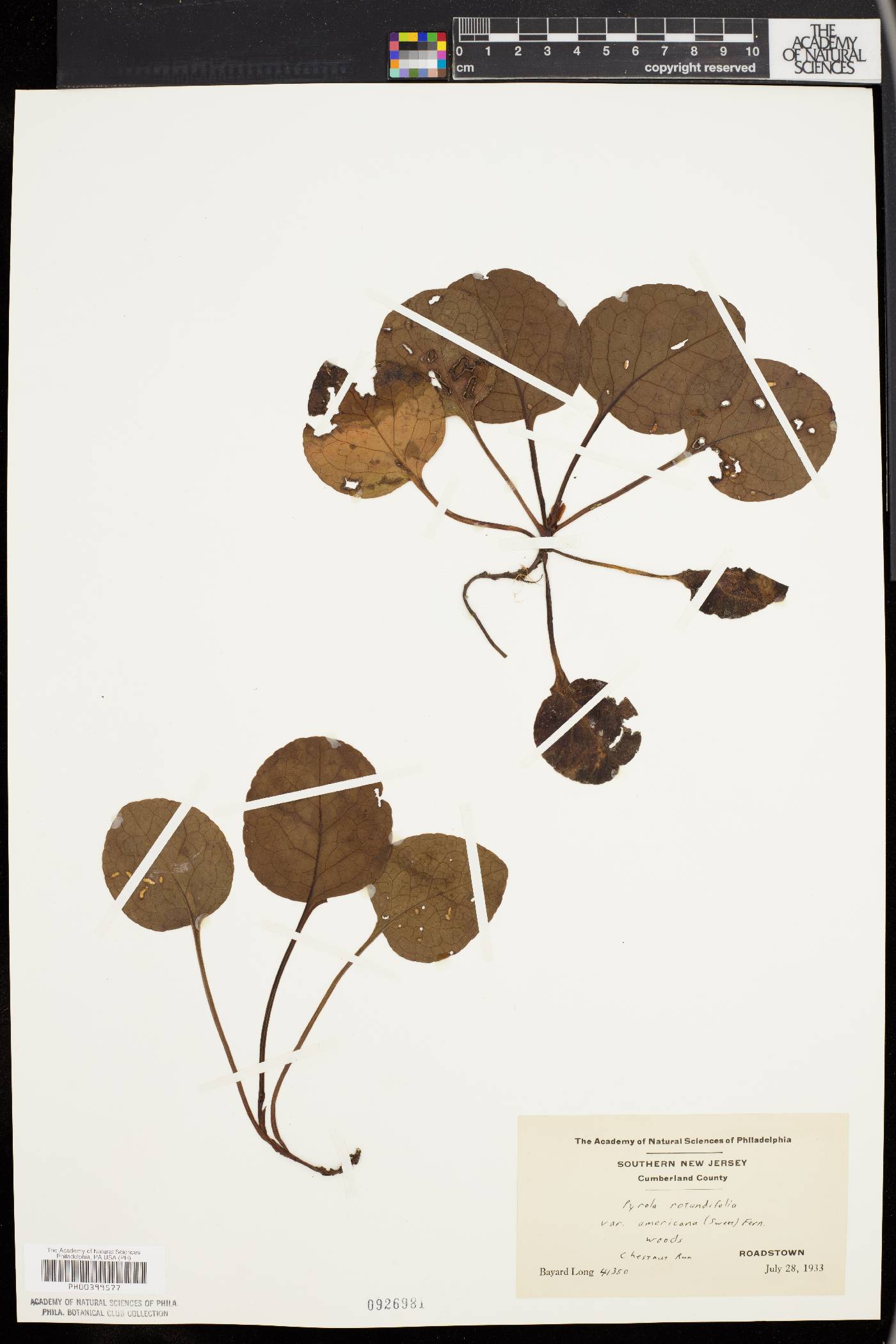 Pyrola rotundifolia image