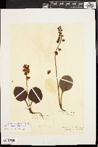 Pyrola americana image