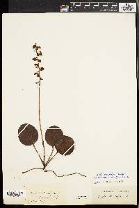 Pyrola americana image