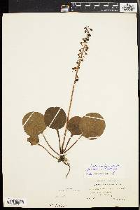 Pyrola americana image