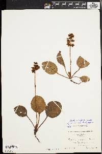 Pyrola americana image