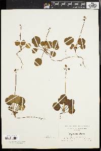 Pyrola chlorantha image