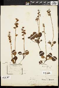 Pyrola chlorantha image