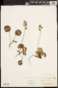 Pyrola chlorantha image