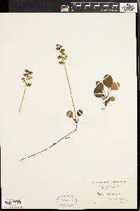 Pyrola chlorantha image