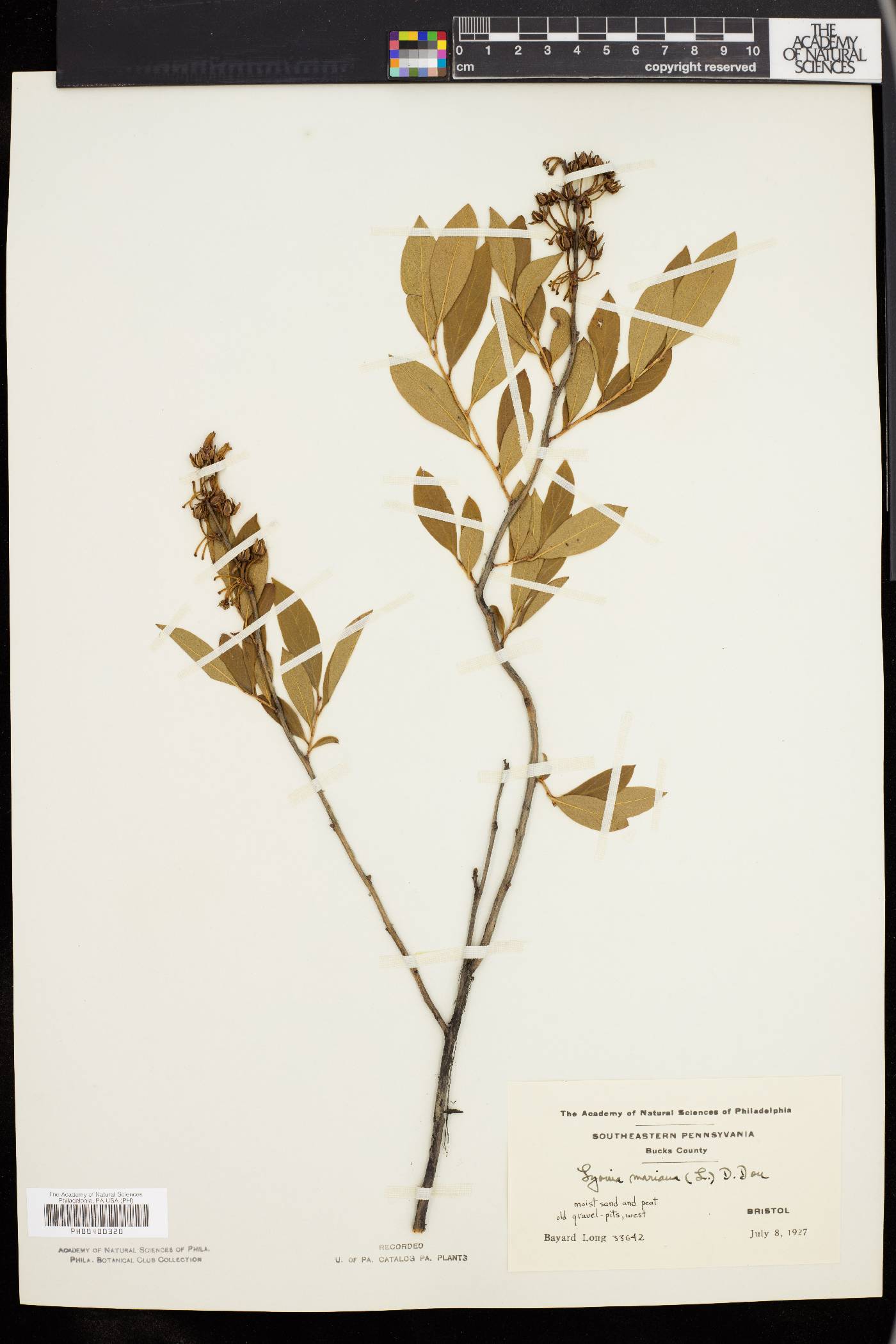 Lyonia mariana image