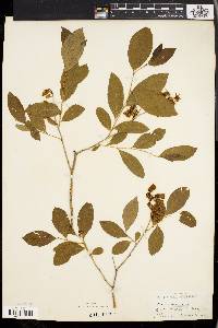 Lyonia mariana image
