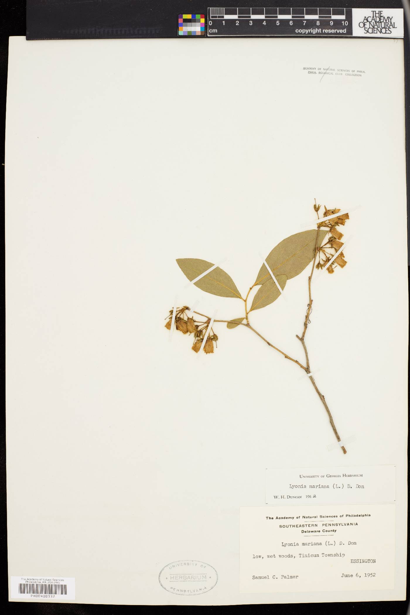 Lyonia mariana image