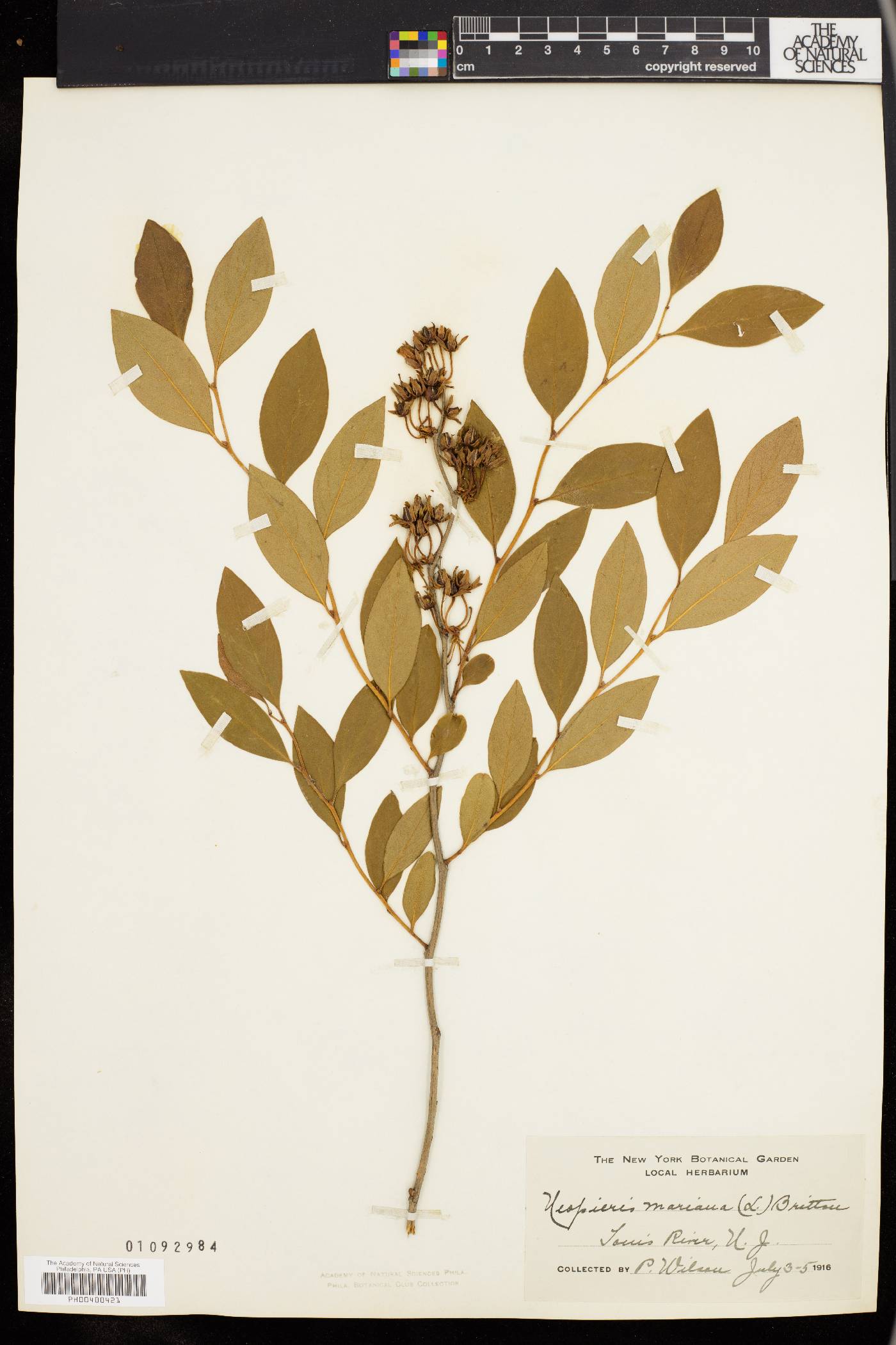 Lyonia mariana image