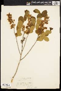 Lyonia mariana image
