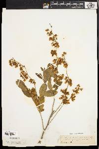 Lyonia mariana image