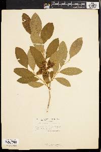 Lyonia mariana image