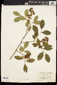 Lyonia mariana image