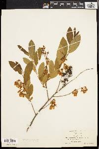 Lyonia mariana image