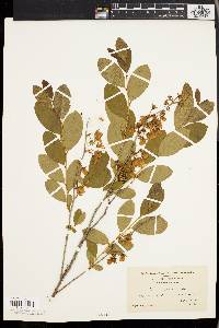 Lyonia mariana image