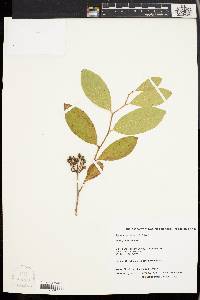 Lyonia mariana image