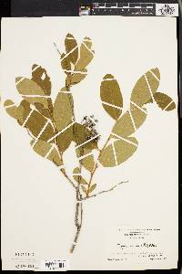 Lyonia mariana image