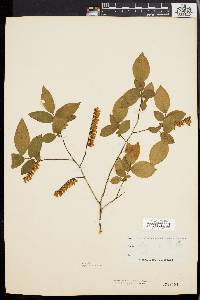 Leucothoe racemosa image