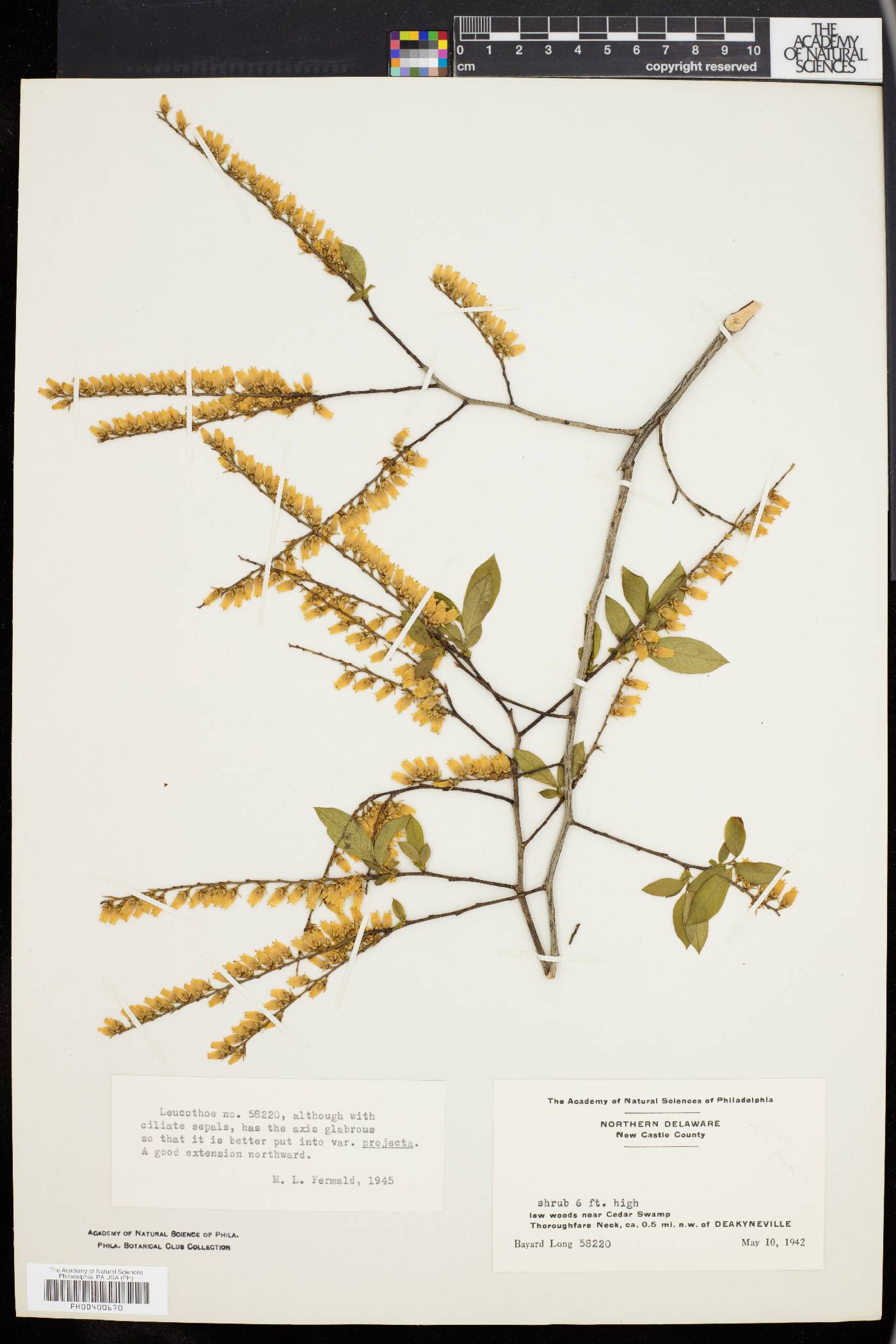 Leucothoe racemosa var. projecta image