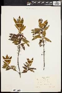 Kalmia angustifolia image