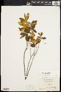 Kalmia angustifolia image