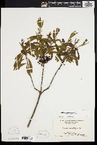 Kalmia angustifolia image