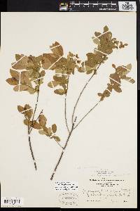 Gaylussacia dumosa image