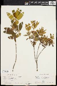 Kalmia angustifolia image