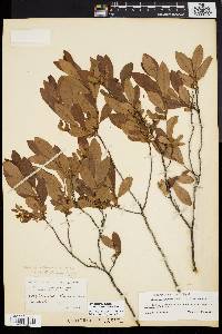 Gaylussacia dumosa image
