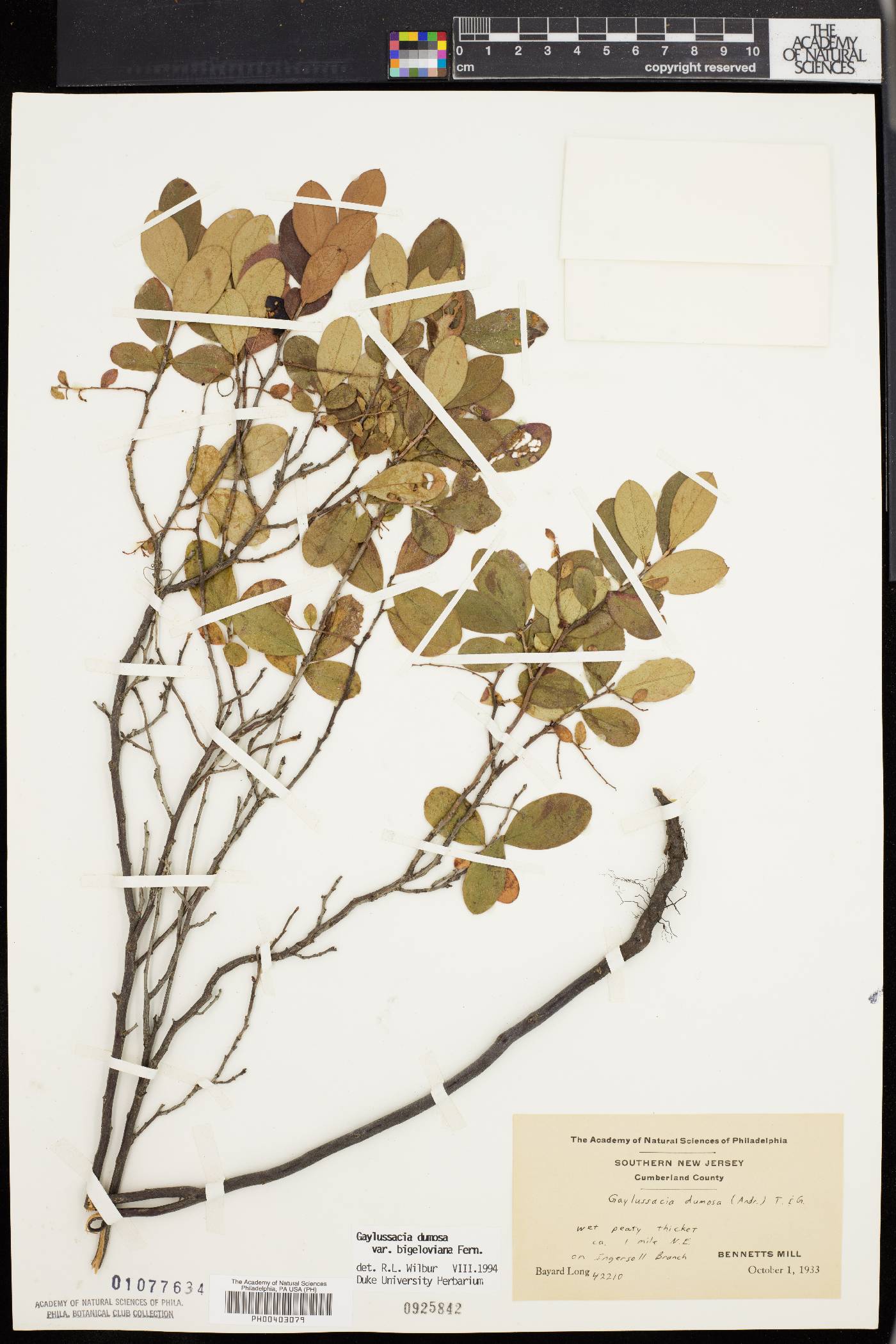 Gaylussacia dumosa image