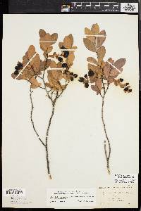 Gaylussacia dumosa image