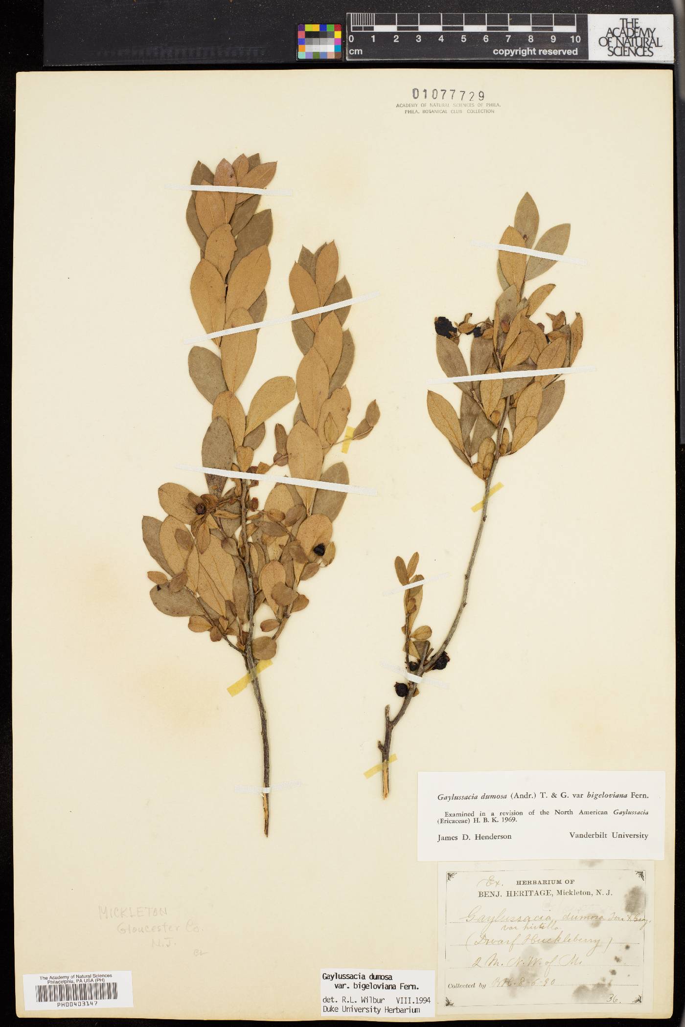 Gaylussacia dumosa image