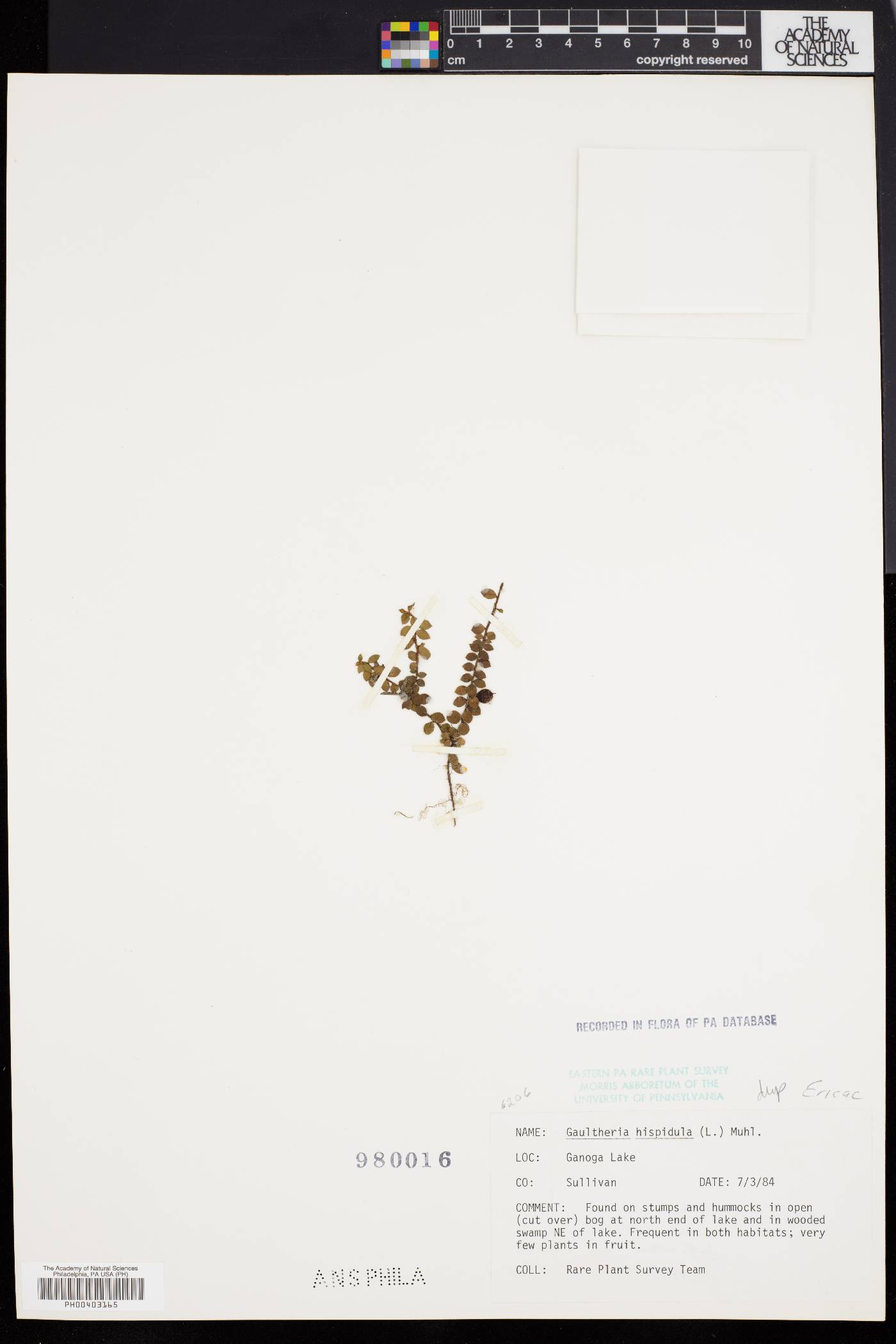 Gaultheria hispidula image