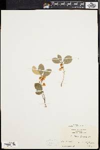 Gaultheria procumbens image