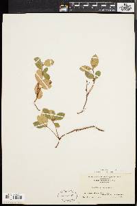 Gaultheria procumbens image